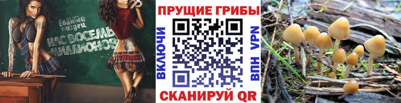 Купить где  Тейково  Псилоцибиновые грибы Psilocybe 